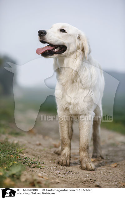 stehender Golden Retriever / standing Golden Retriever / RR-96398