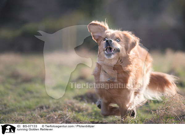 rennender Golden Retriever / running Golden Retriever / BS-07133