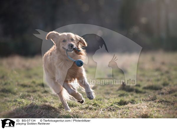 spielender Golden Retriever / playing Golden Retriever / BS-07134