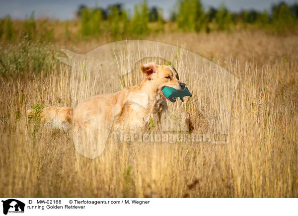 rennender Golden Retriever / running Golden Retriever / MW-02168