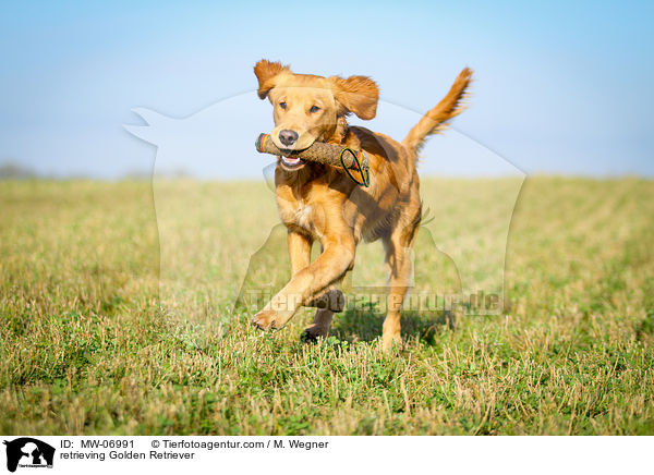 apportierender Golden Retriever / retrieving Golden Retriever / MW-06991