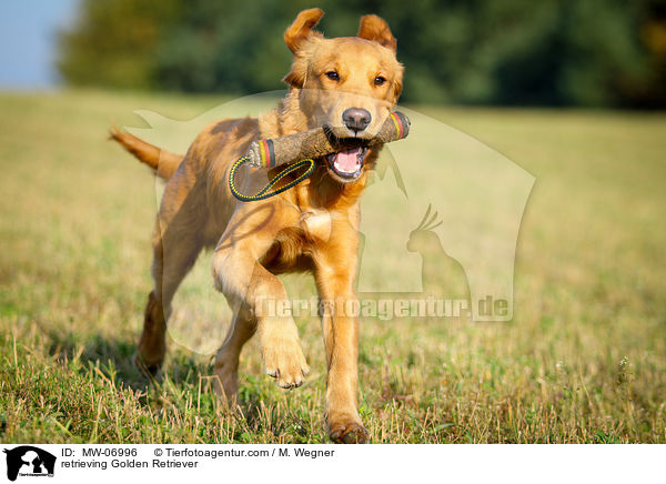 retrieving Golden Retriever / MW-06996