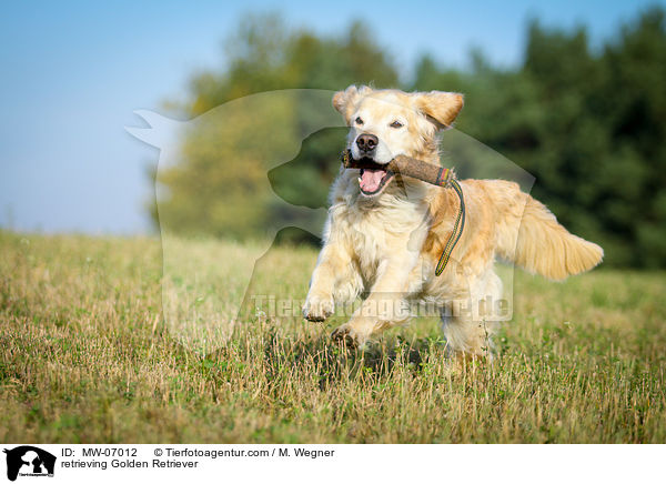 apportierender Golden Retriever / retrieving Golden Retriever / MW-07012