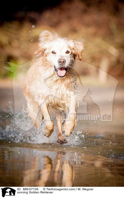 rennender Golden Retriever / running Golden Retriever / MW-07106