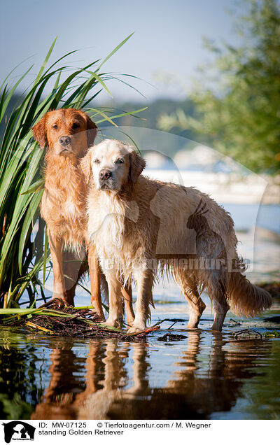 stehende Golden Retriever / standing Golden Retriever / MW-07125