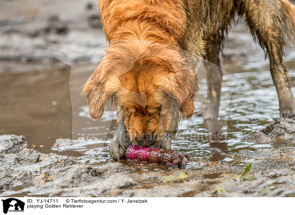 nass, wet / playing Golden Retriever / YJ-14711