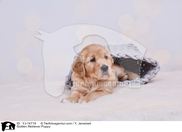 Golden Retriever Welpe / Golden Retriever Puppy / YJ-14719