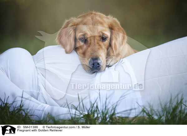 Schwangere mit Golden Retriever / Pregnant with Golden Retriever / SM-01386