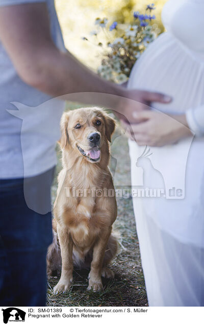 Schwangere mit Golden Retriever / Pregnant with Golden Retriever / SM-01389