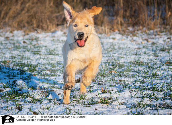 rennender Golden Retriever / running Golden Retriever Dog / SST-19347