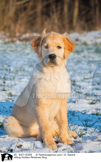 sitzender Golden Retriever / sitting Golden Retriever Dog / SST-19356