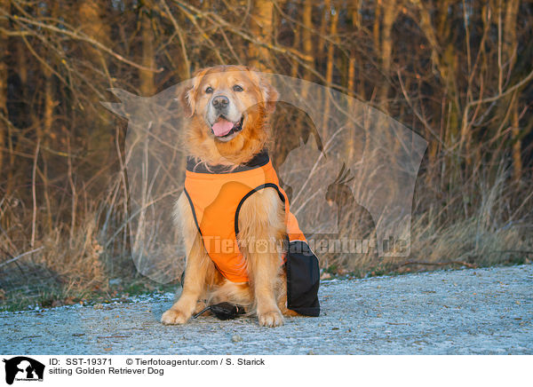 sitzender Golden Retriever / sitting Golden Retriever Dog / SST-19371