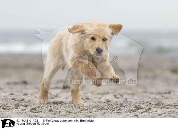 junger Golden Retriever / young Golden Retriever / MAB-01452