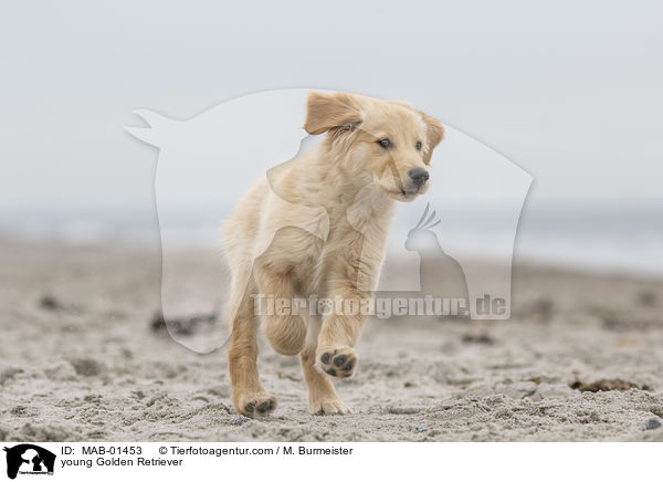 junger Golden Retriever / young Golden Retriever / MAB-01453