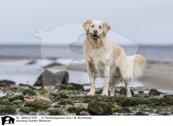 stehender Golden Retriever / standing Golden Retriever / MAB-01455