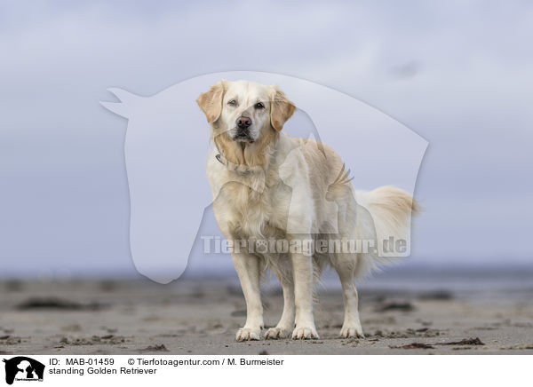 stehender Golden Retriever / standing Golden Retriever / MAB-01459