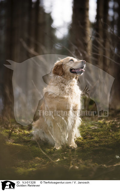 Golden Retriever / Golden Retriever / VJ-01328