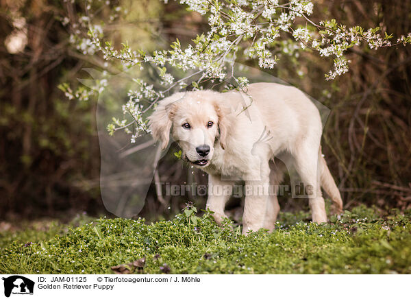 Golden Retriever Welpe / Golden Retriever Puppy / JAM-01125