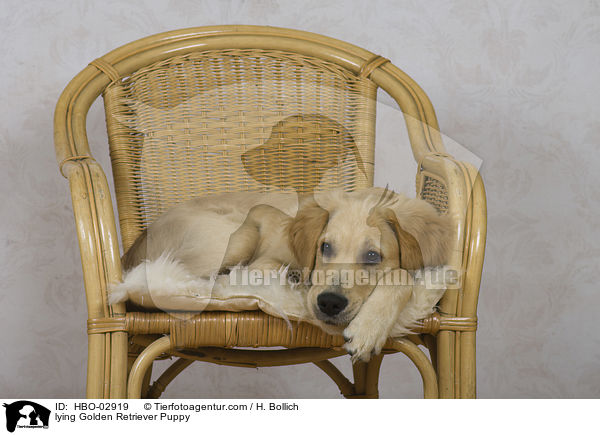 liegender Golden Retriever Welpe / lying Golden Retriever Puppy / HBO-02919