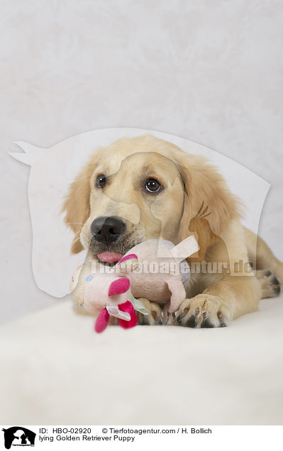 liegender Golden Retriever Welpe / lying Golden Retriever Puppy / HBO-02920