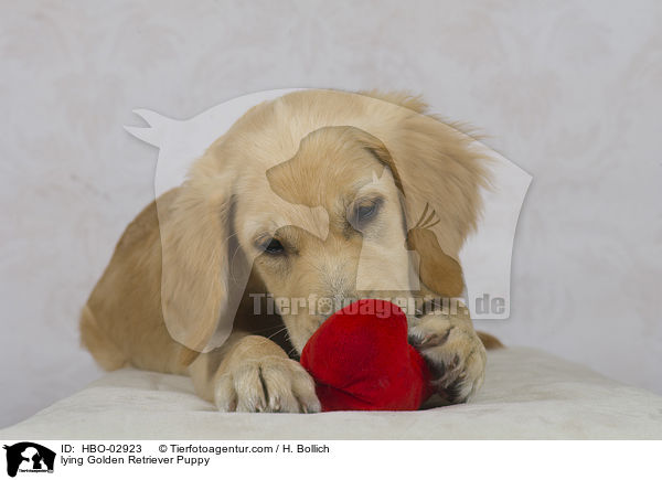 liegender Golden Retriever Welpe / lying Golden Retriever Puppy / HBO-02923