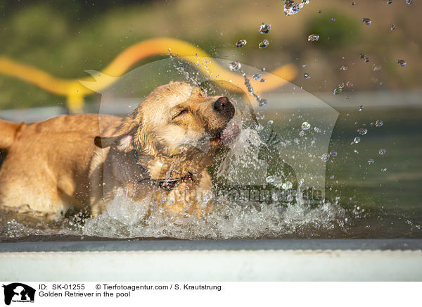 Golden Retriever im Pool / Golden Retriever in the pool / SK-01255