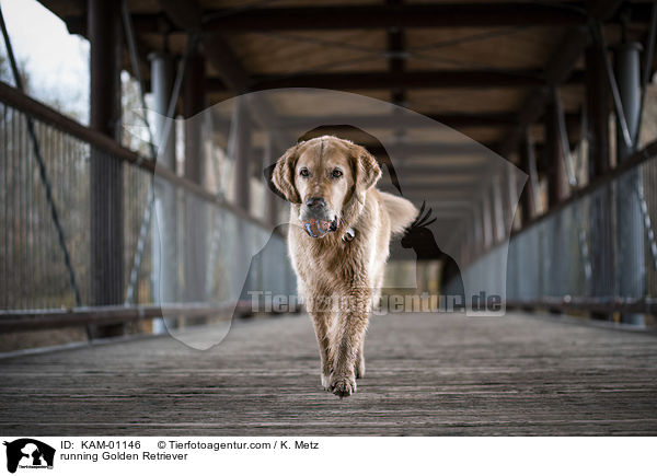 rennender Golden Retriever / running Golden Retriever / KAM-01146