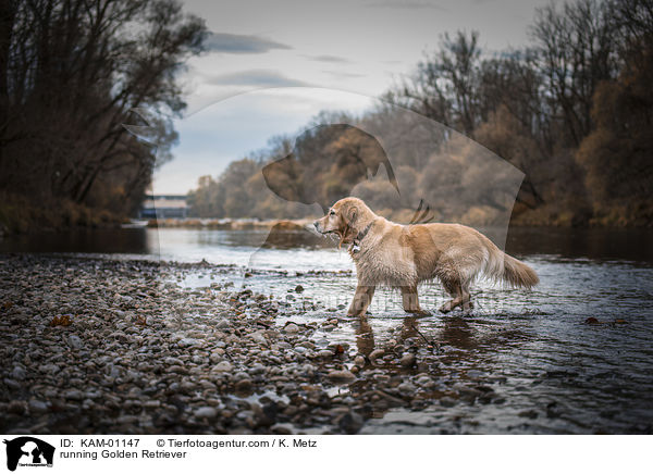 rennender Golden Retriever / running Golden Retriever / KAM-01147