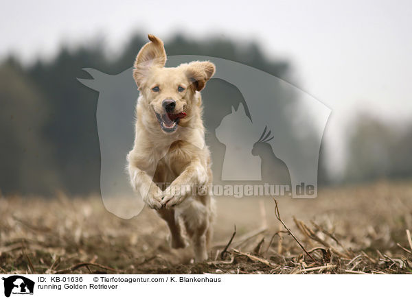 rennender Golden Retriever / running Golden Retriever / KB-01636