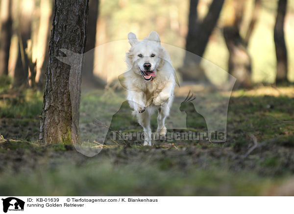 rennender Golden Retriever / running Golden Retriever / KB-01639