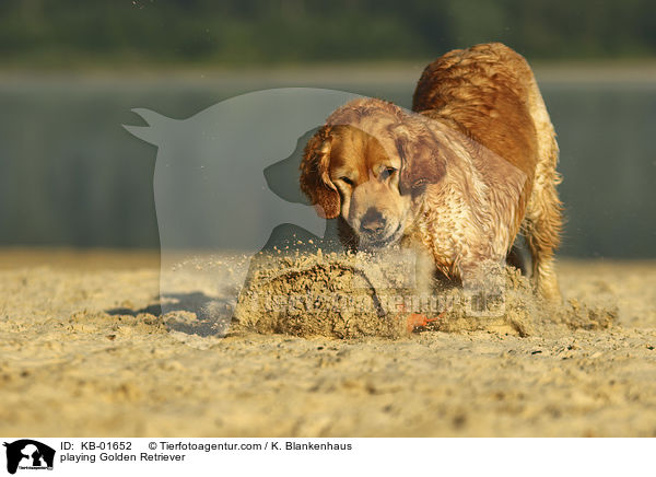 spielender Golden Retriever / playing Golden Retriever / KB-01652