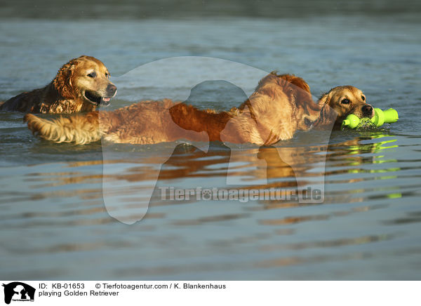 spielende Golden Retriever / playing Golden Retriever / KB-01653