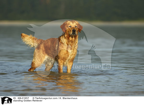 stehender Golden Retriever / standing Golden Retriever / KB-01657