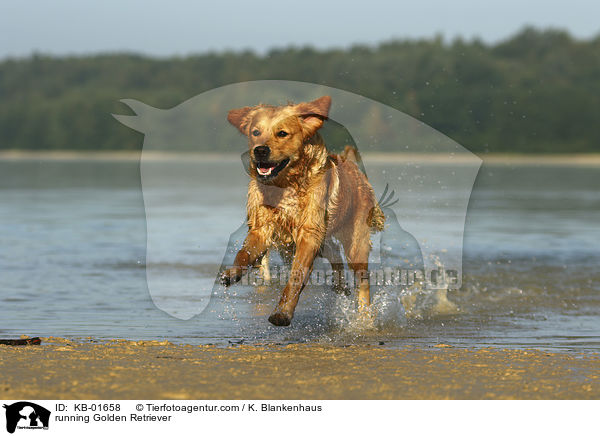 rennender Golden Retriever / running Golden Retriever / KB-01658