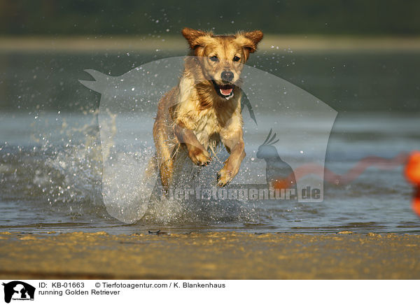 rennender Golden Retriever / running Golden Retriever / KB-01663