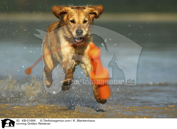 rennender Golden Retriever / running Golden Retriever / KB-01666