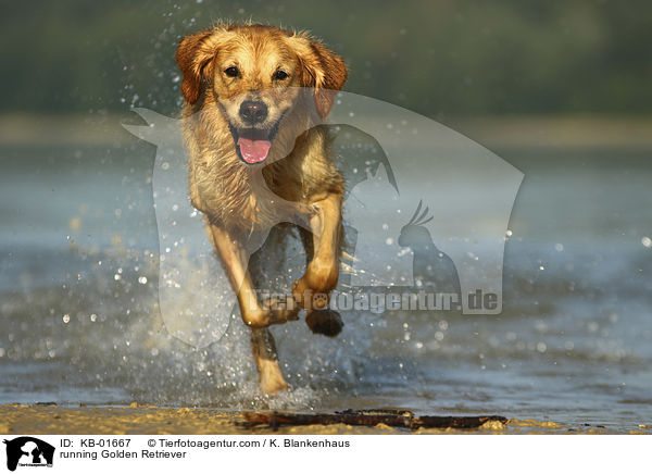 rennender Golden Retriever / running Golden Retriever / KB-01667