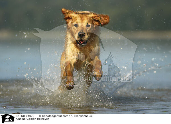 rennender Golden Retriever / running Golden Retriever / KB-01670