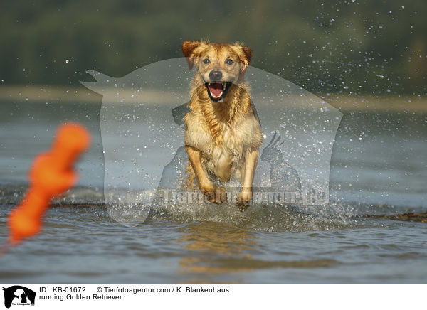 rennender Golden Retriever / running Golden Retriever / KB-01672