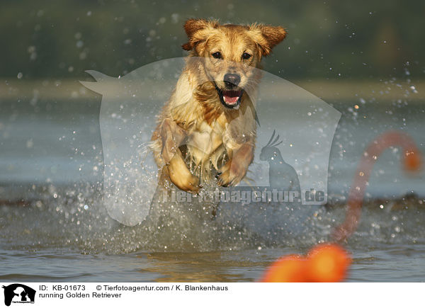 rennender Golden Retriever / running Golden Retriever / KB-01673