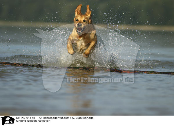 rennender Golden Retriever / running Golden Retriever / KB-01675