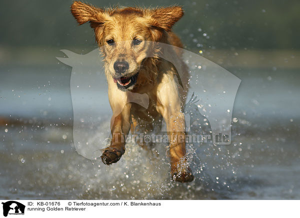 rennender Golden Retriever / running Golden Retriever / KB-01676