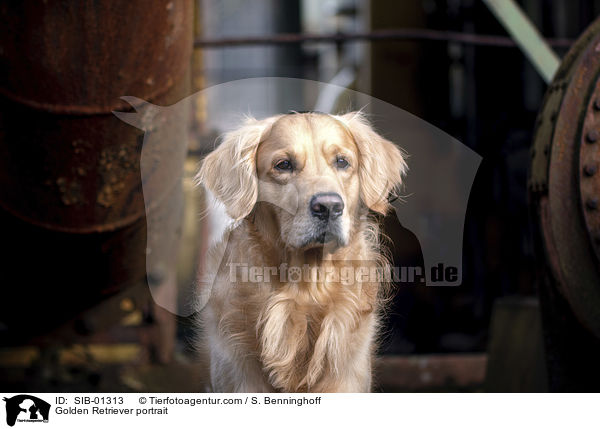 Golden Retriever Portrait / Golden Retriever portrait / SIB-01313