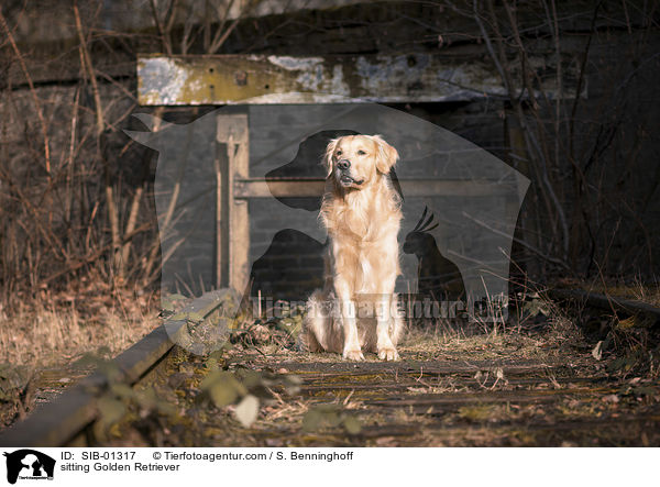 sitzender Golden Retriever / sitting Golden Retriever / SIB-01317