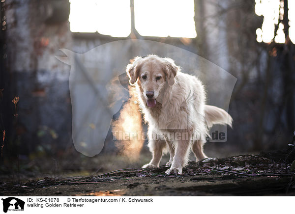 laufender Golden Retriever / walking Golden Retriever / KS-01078