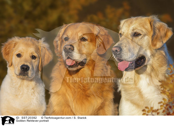 Golden Retriever Portrait / Golden Retriever portrait / SST-20392