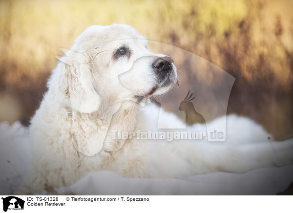 Golden Retriever / Golden Retriever / TS-01328