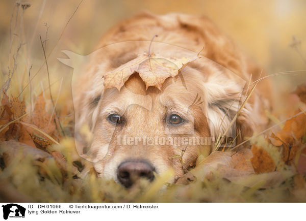 liegender Golden Retriever / lying Golden Retriever / DH-01066