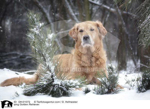 liegender Golden Retriever / lying Golden Retriever / DH-01072