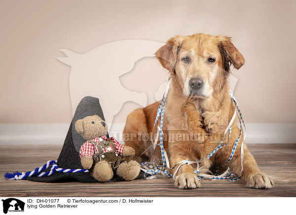 liegender Golden Retriever / lying Golden Retriever / DH-01077